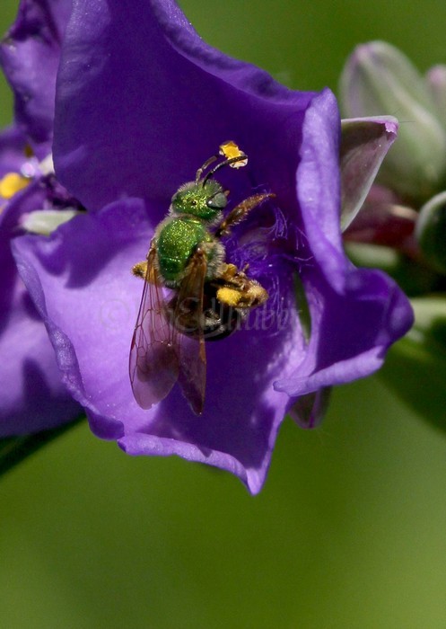 Prairie Spiderwort, Tradescantia bracteata