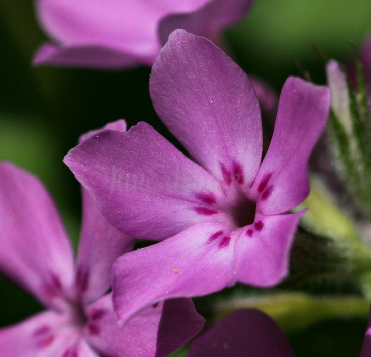 Prairie Phlox, Phlox pilosa