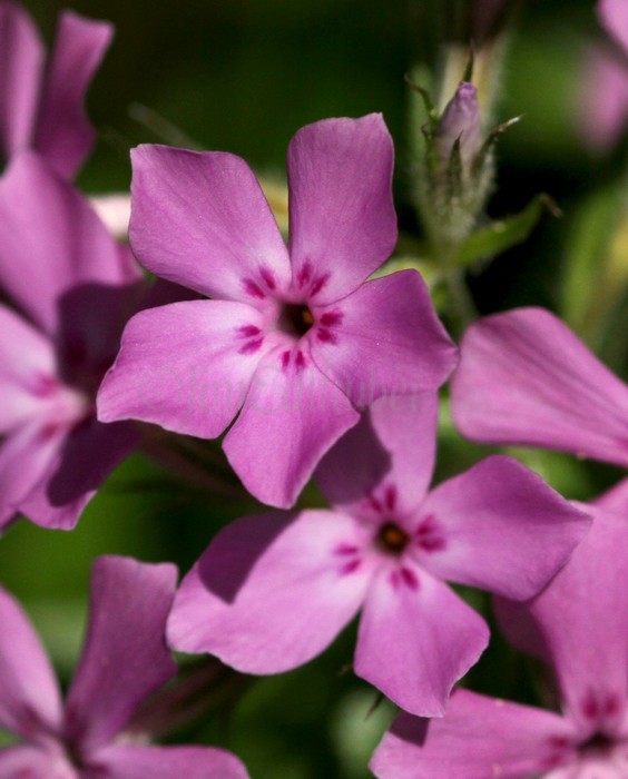 Prairie Phlox, Phlox pilosa