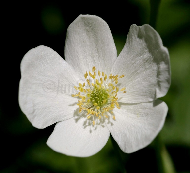 Canada Anemone, Anemone canadensis