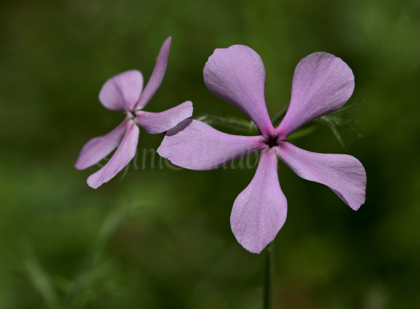 Wild Blue Phlox, Phlox divaricata