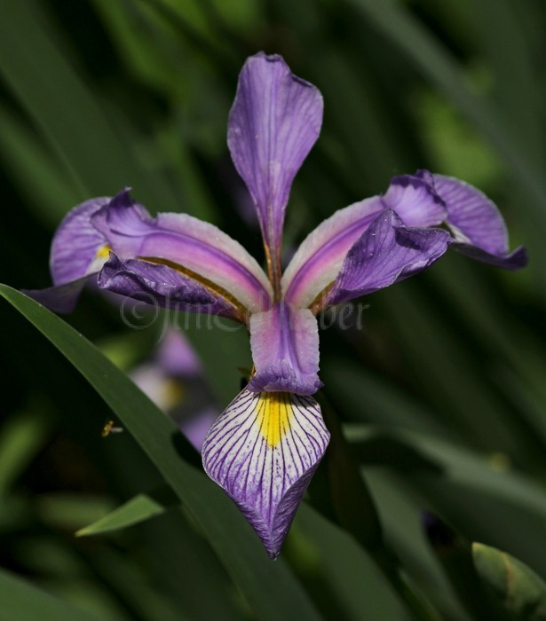 Wild Blue Flag, Iris virginica shrevei