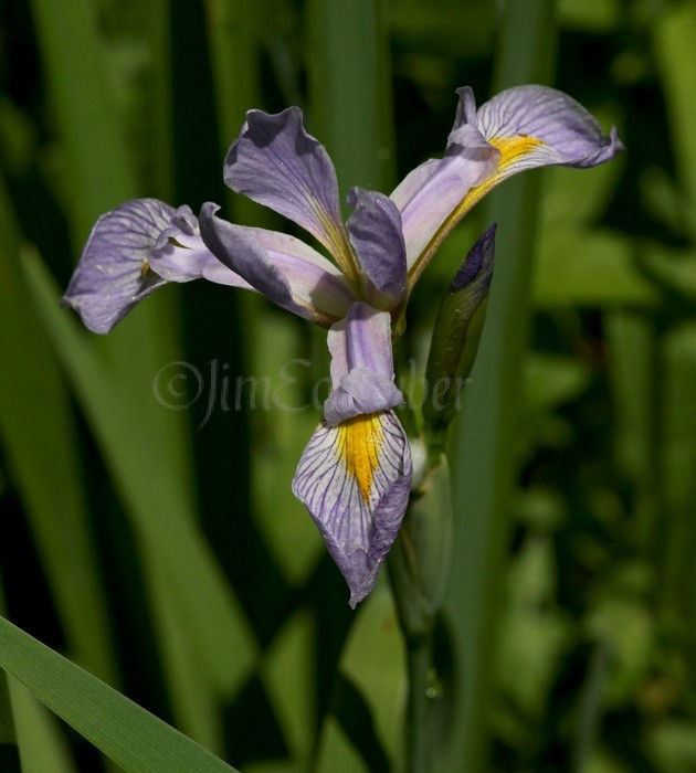 Wild Blue Flag, Iris versicolor