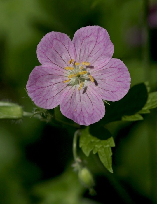 Wild Geranium, Geranium maculatum