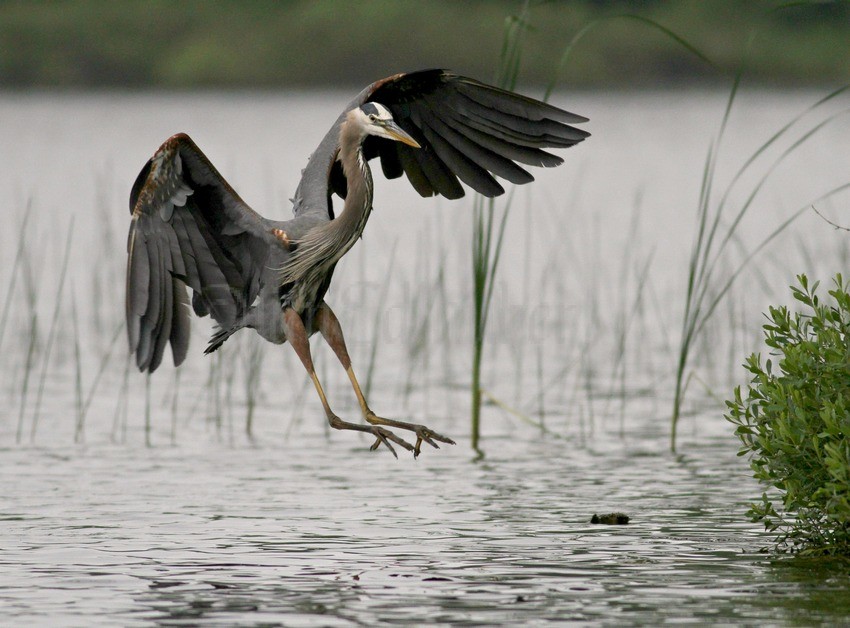 Great Blue Heron coming in for a landing.