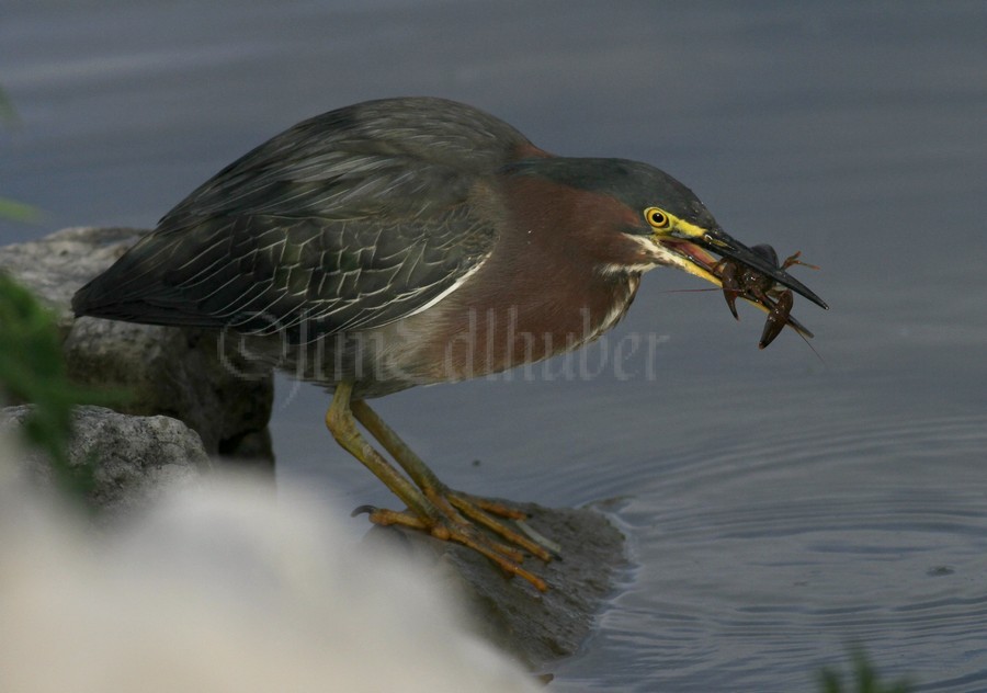 Killing the crayfish.