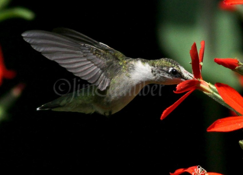 Ruby-throated Hummingbird, female