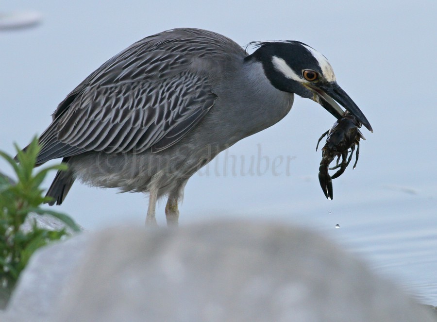 Catching the crayfish!