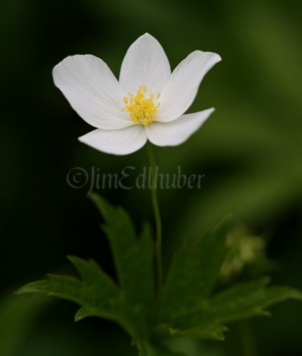 Meadow Anemone, Anemone canadensis
