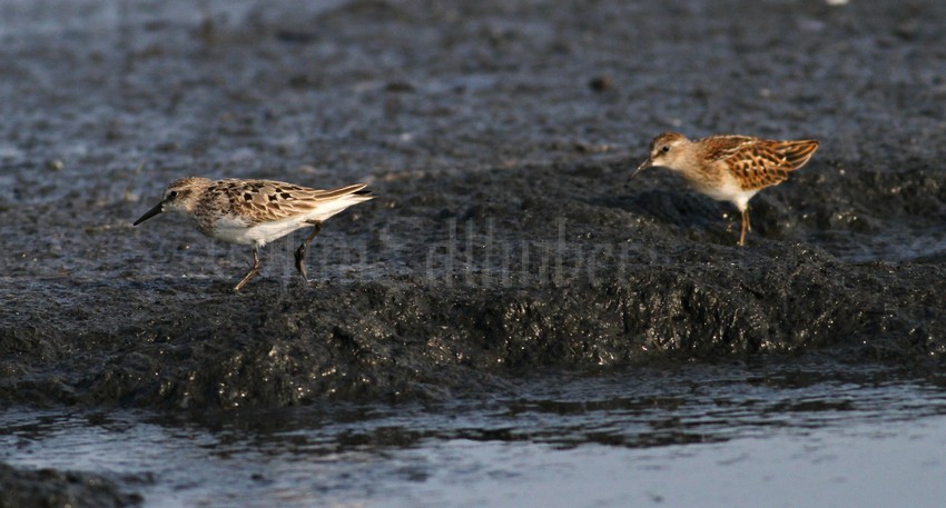 Image for comparison. Semipalmated Sandpiper left side, Least Sandpiper right side. August 2, 2014