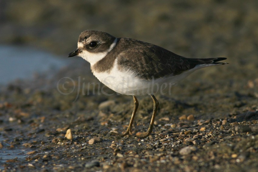 Semipalmated Plover, Juv.