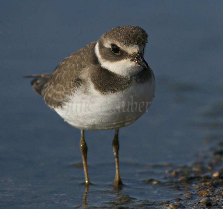 Semipalmated Plover, Juv.