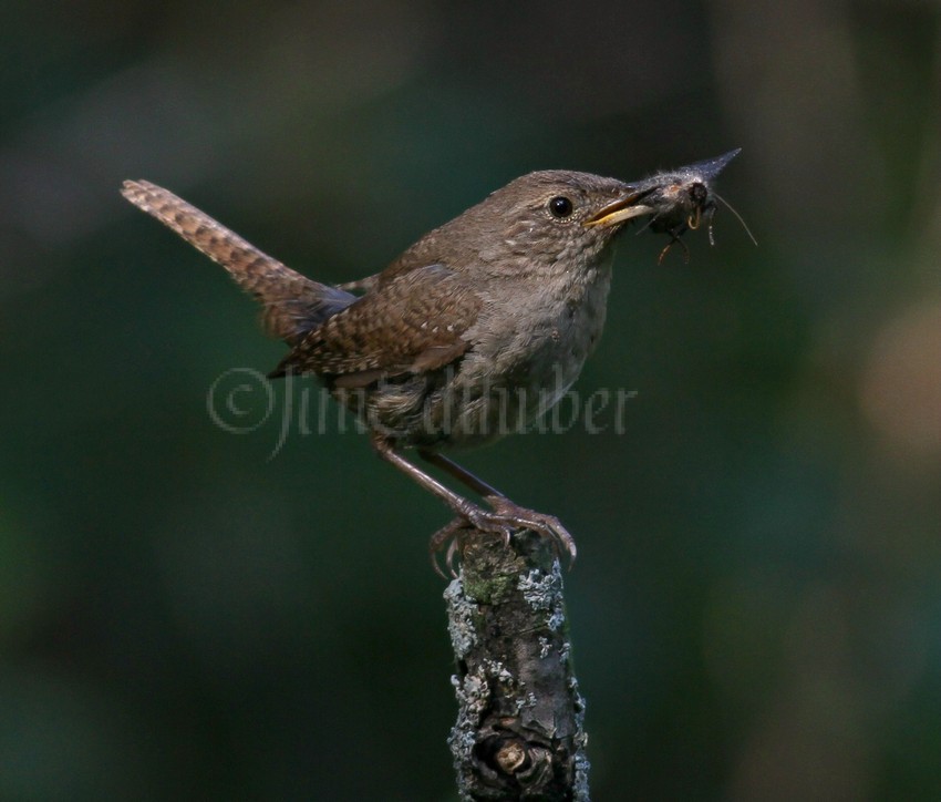 House Wren with an insect