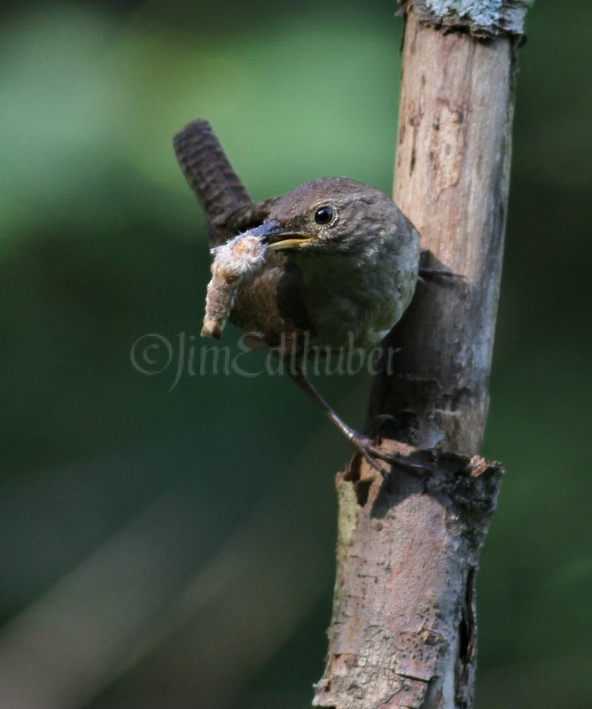 House Wren with a caterpillar