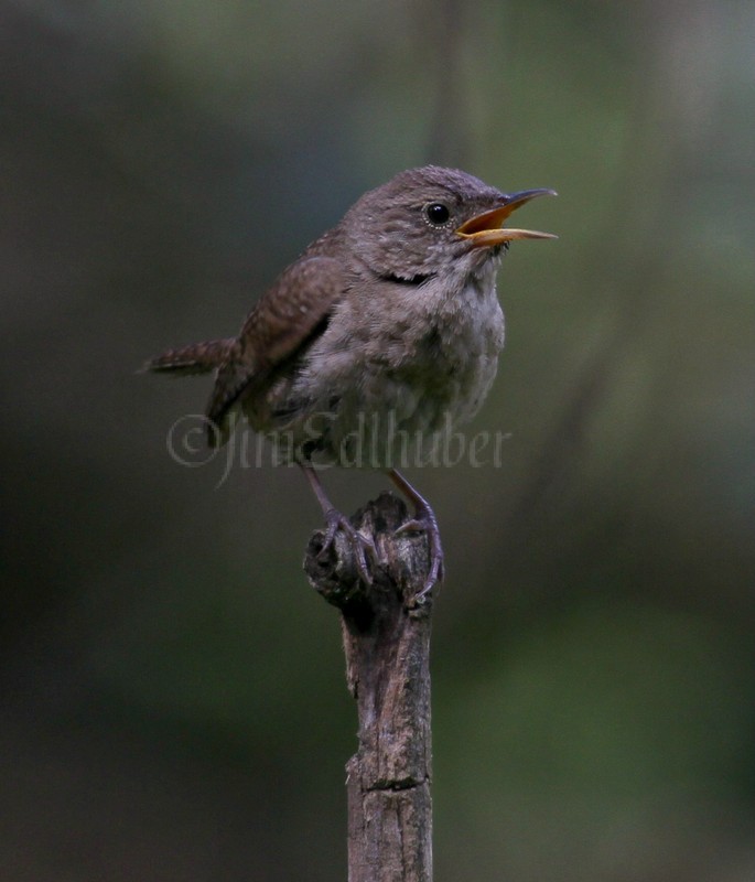 House Wren