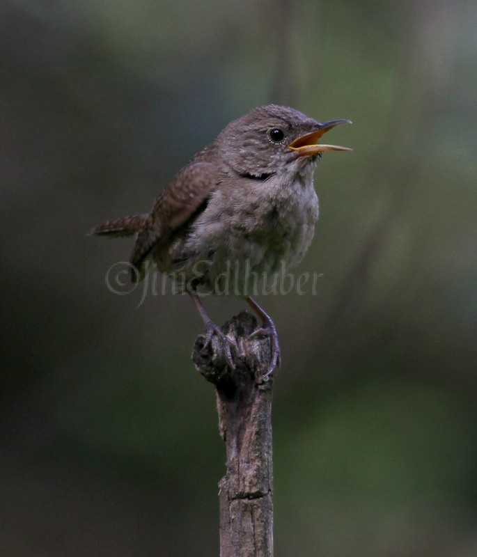 House Wren 