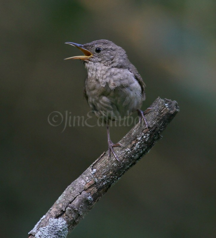 House Wren