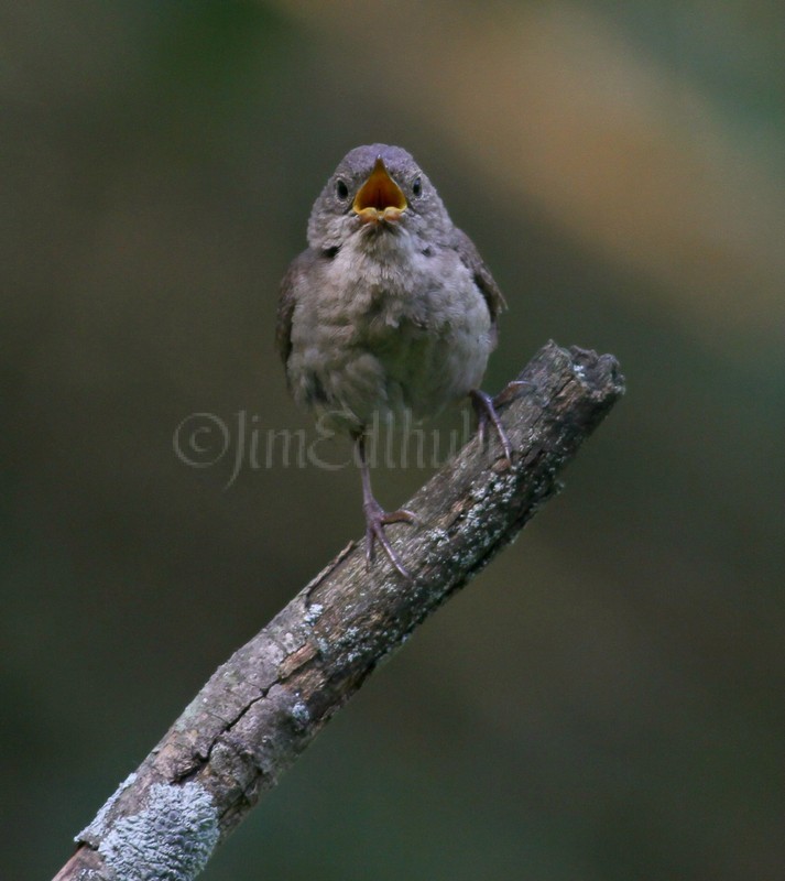 House Wren