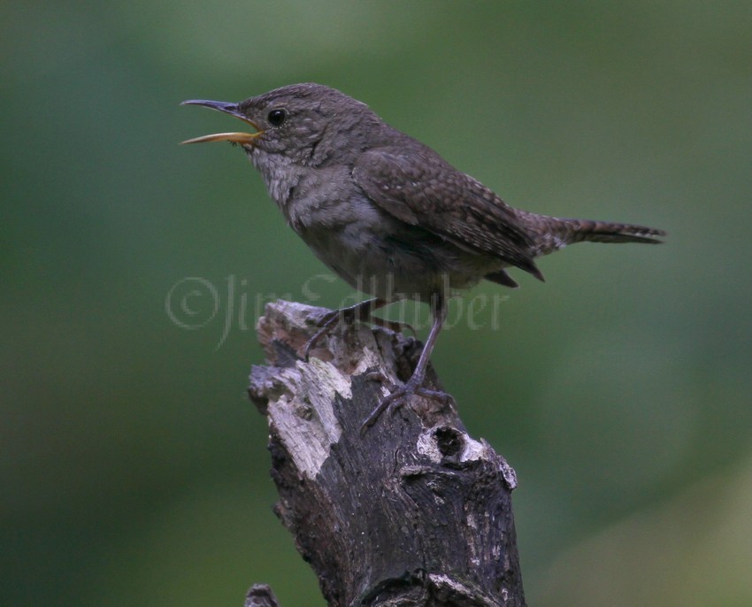 House Wren