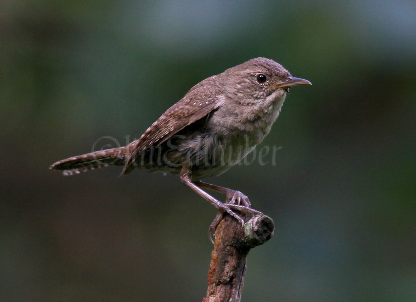 House Wren