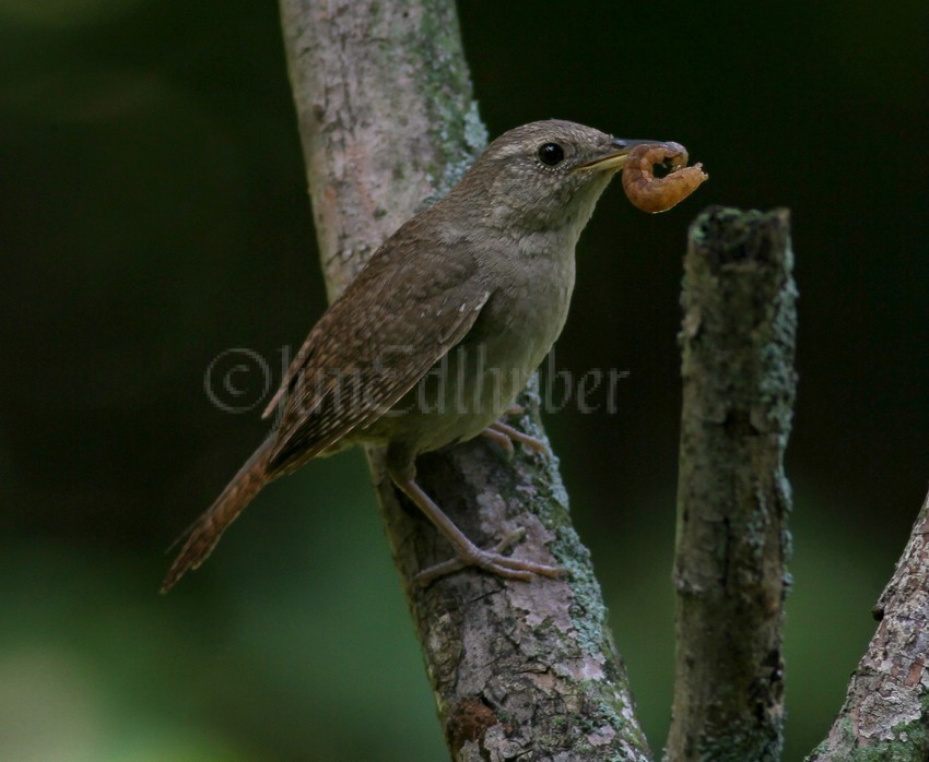 House Wren with a live catapiller