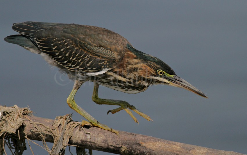 Juvenile Green Heron, getting back to hunting.