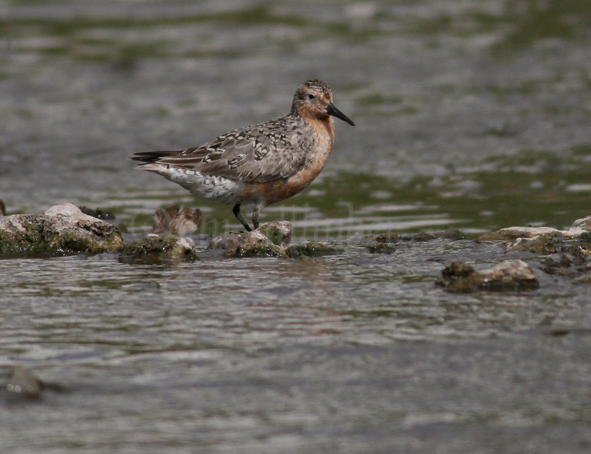 Red Knot