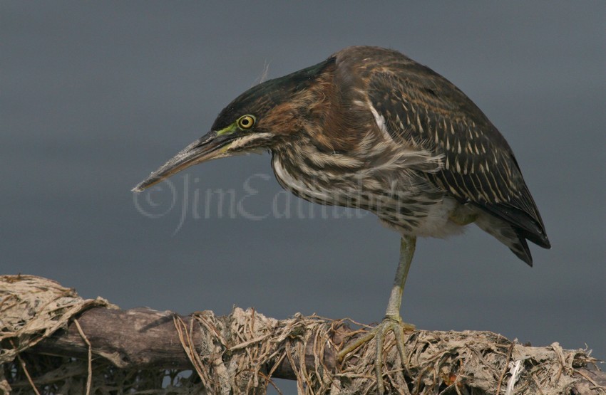 Juvenile Green Heron just taking a break.