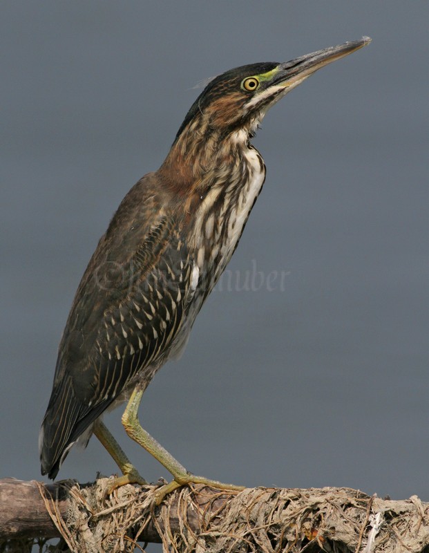 Juvenile Green Heron, gull overhead!