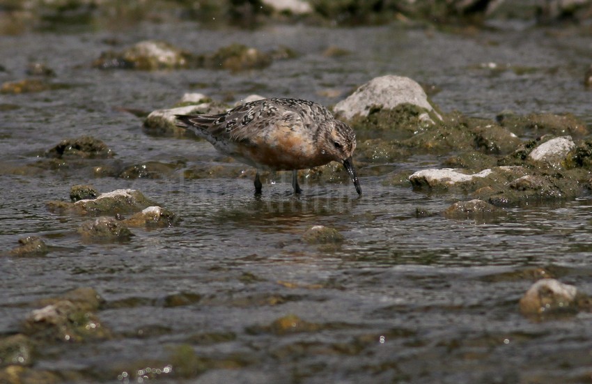 Red Knot feeding