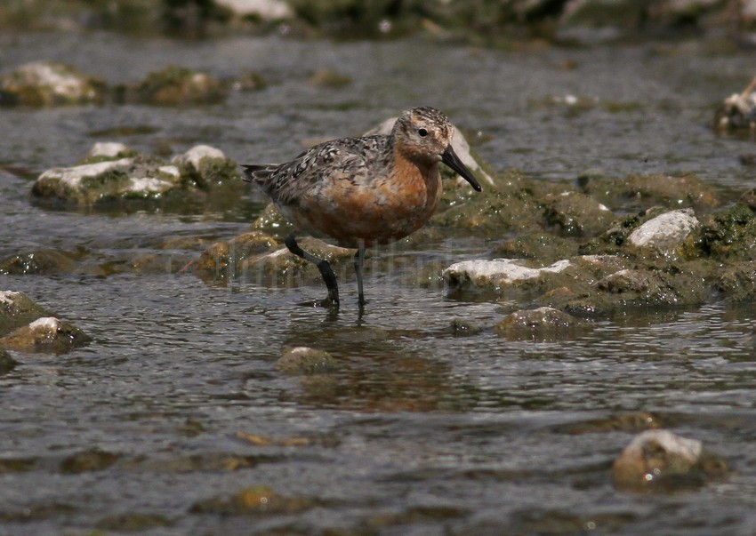 Red Knot