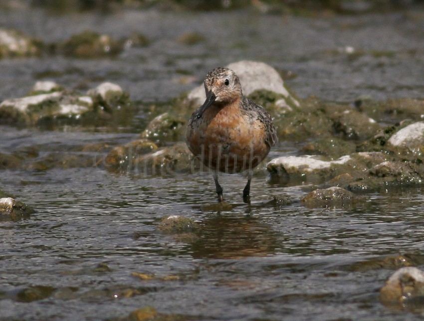 Red Knot