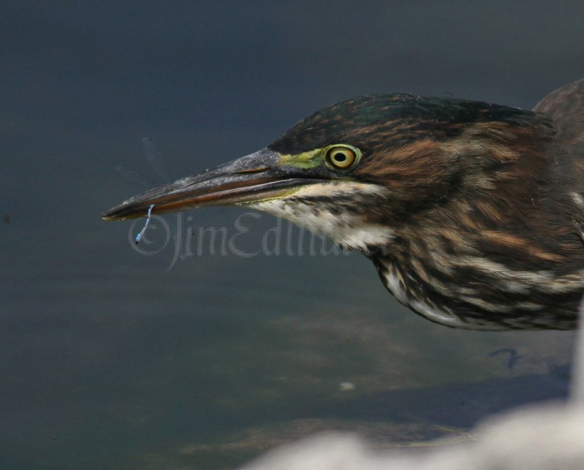 Juvenile Green Heron with a Common Blue Damselfly