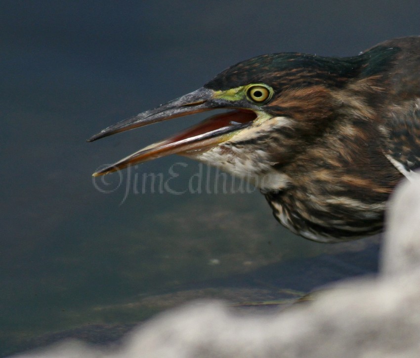 Juvenile Green Heron with a Common Blue Damselfly