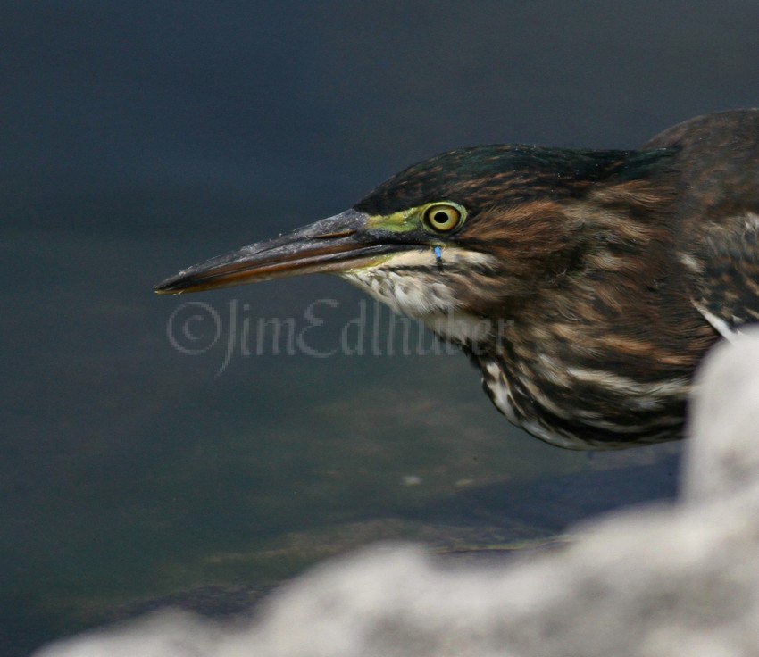 Juvenile Green Heron with a Common Blue Damselfly