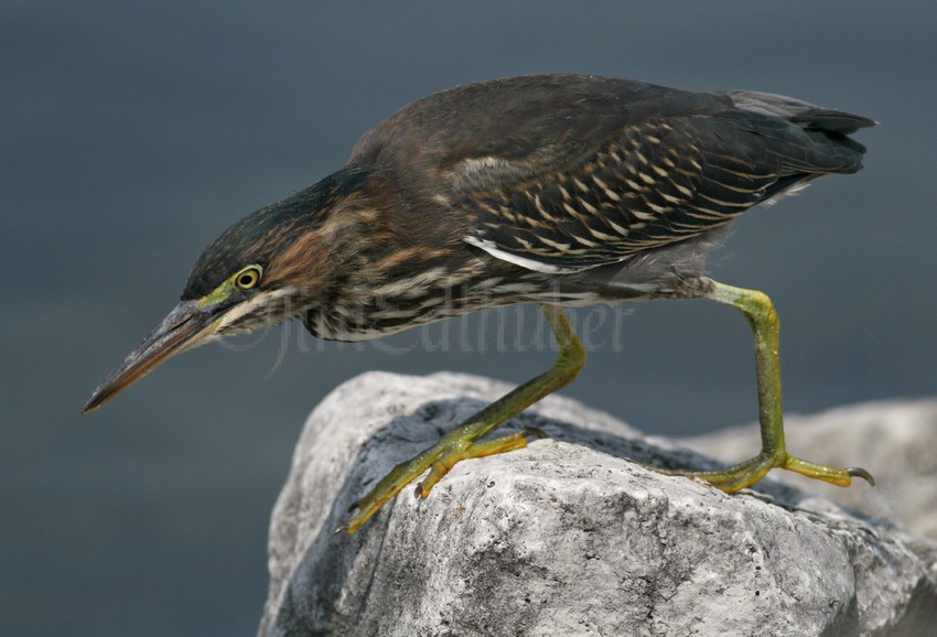 Juvenile Green Heron hunting