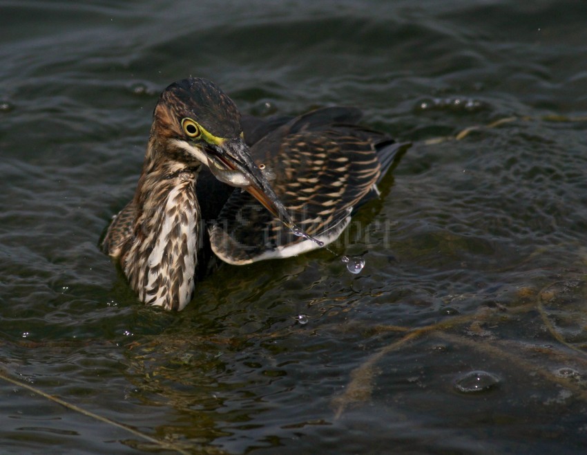 Juvenile Green Heron with a fish.