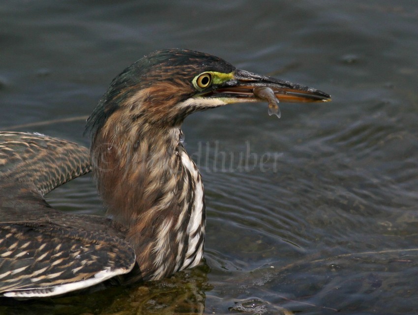 Juvenile Green Heron with a fish.