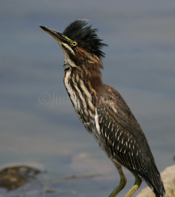 Juvenile Green Heron with gull overhead!