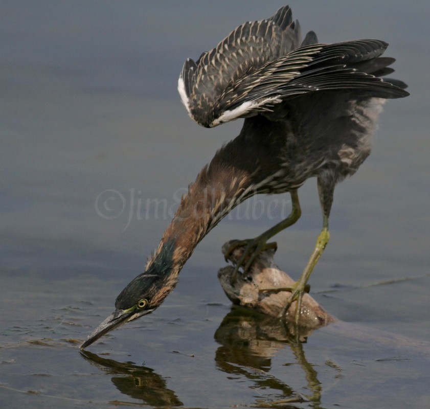 Juvenile Green Heron patiently waiting  for food.