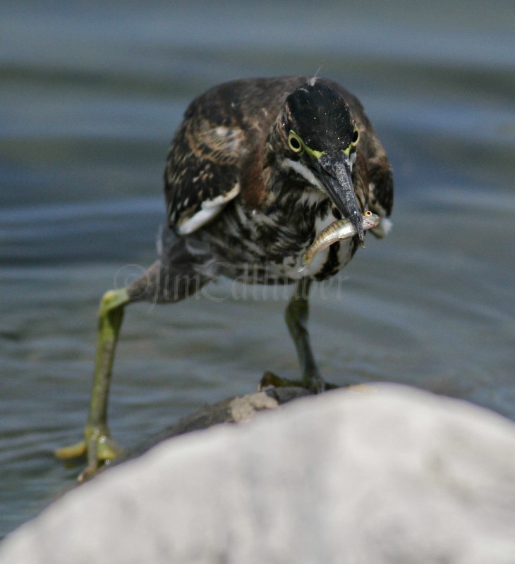 Juvenile Green Heron with the catch!