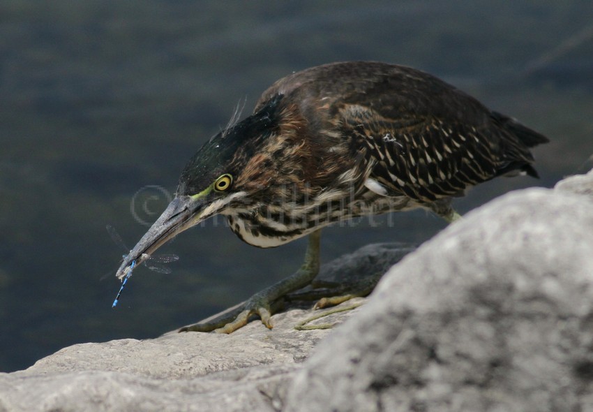 Juvenile Green Heron with a Common Blue Damselfly, got it!