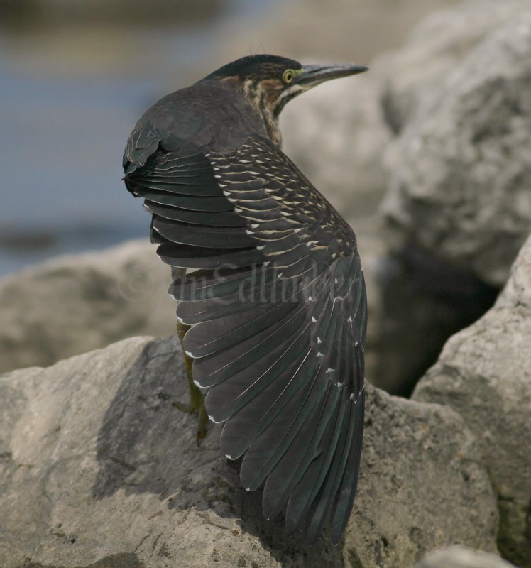 Juvenile Green Heron stretching.