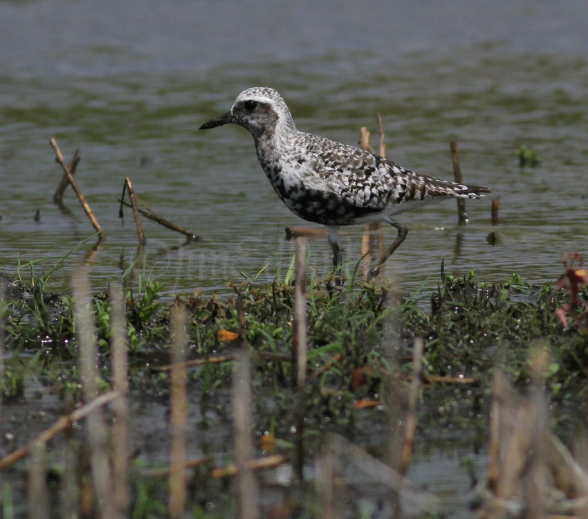 Black-bellied Plover