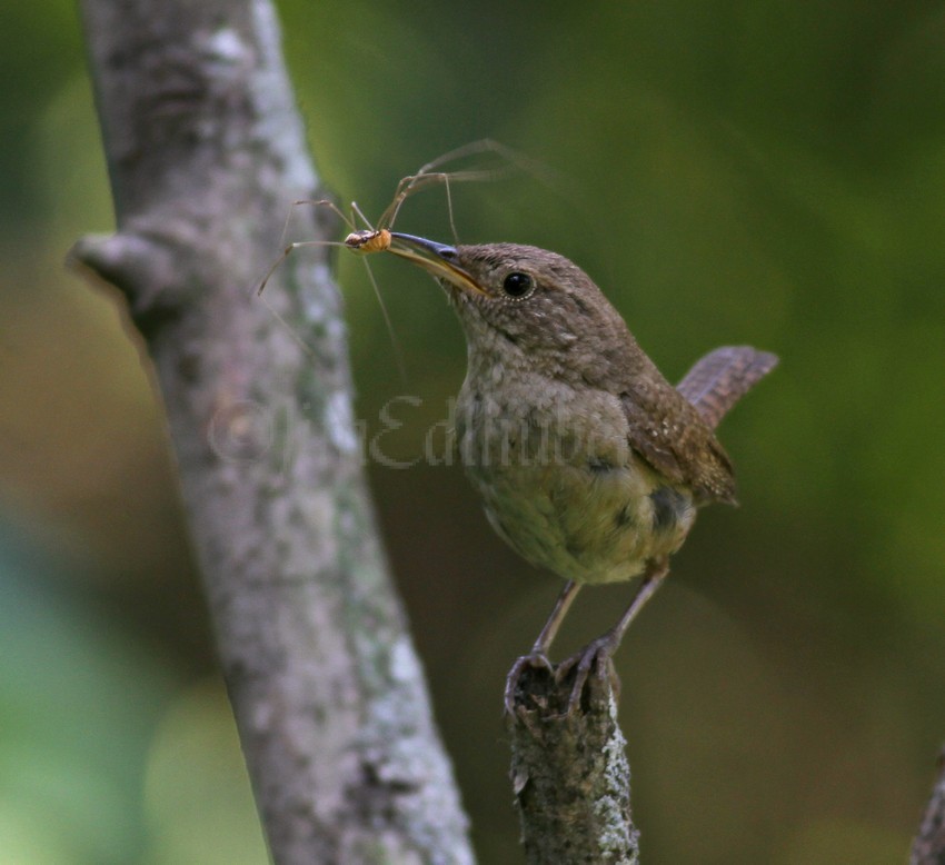 House Wren with a live Daddy Longlegs