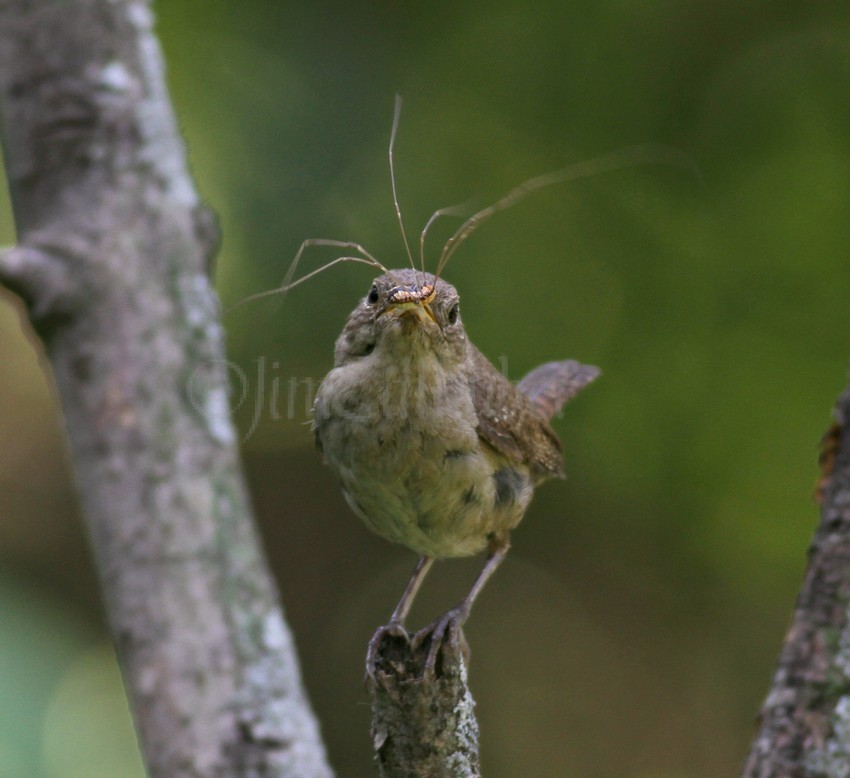 House Wren with a live Daddy Longlegs