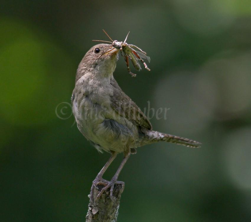 House Wren with a Grasshopper