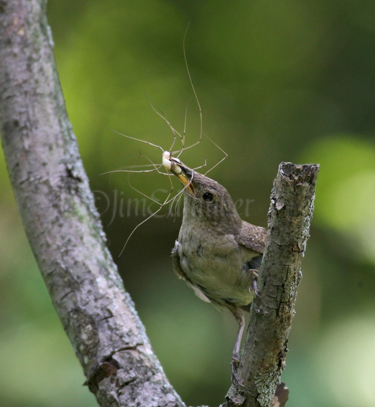 House Wren with a live Daddy Longlegs