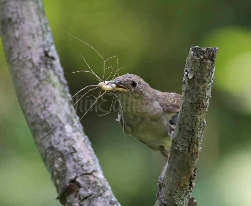 House Wren with a live Daddy Longlegs