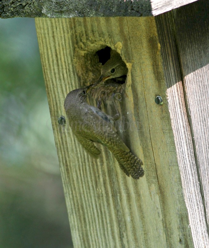 House Wren passing food on